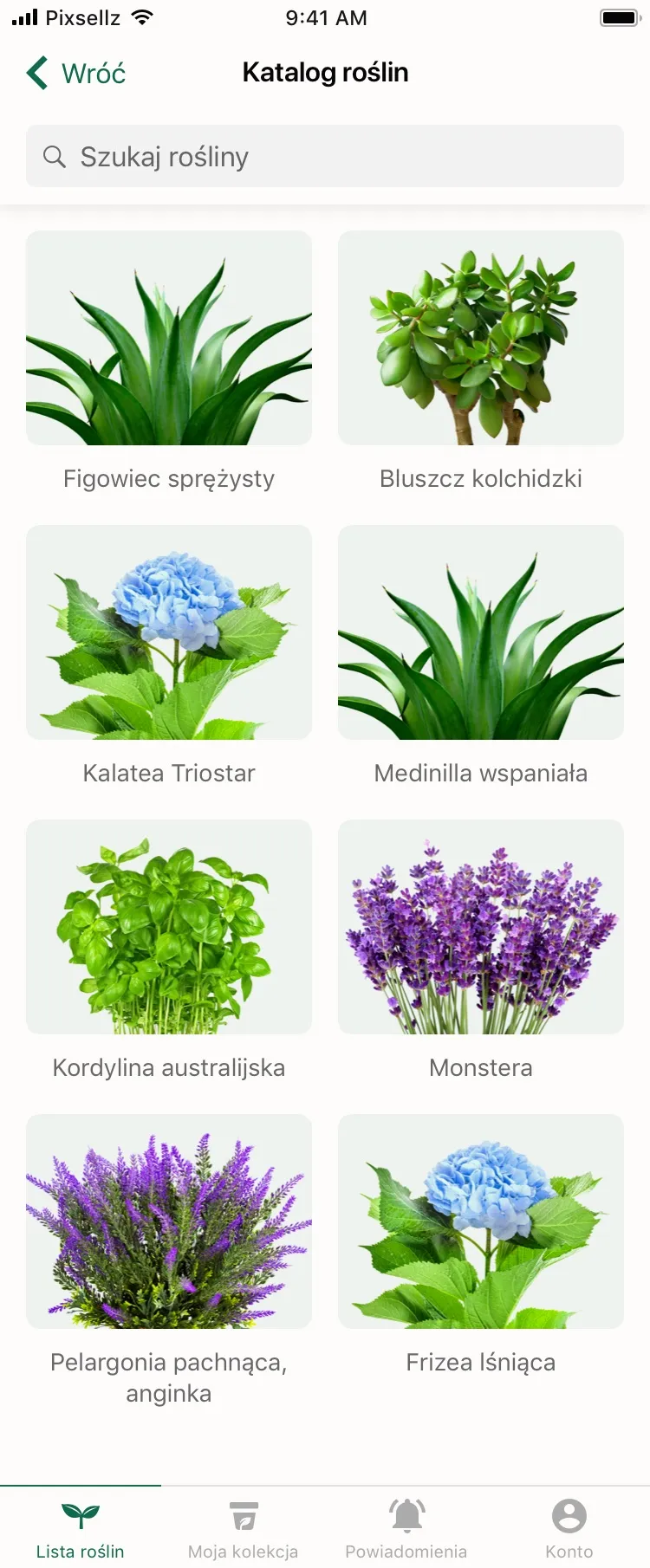 Katalog roślin w aplikacji Wokas z wyszukiwarką i siatką zdjęć roślin